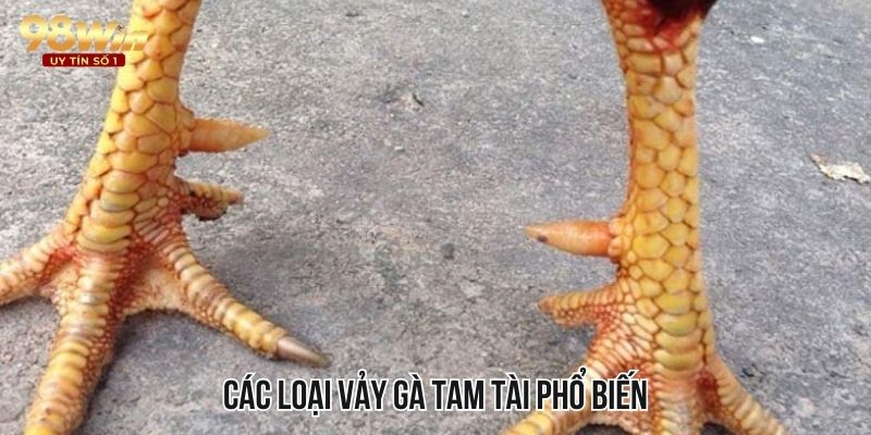 Nhiều kiểu vảy gà tam tài người chơi cần tìm hiểu cẩn thận